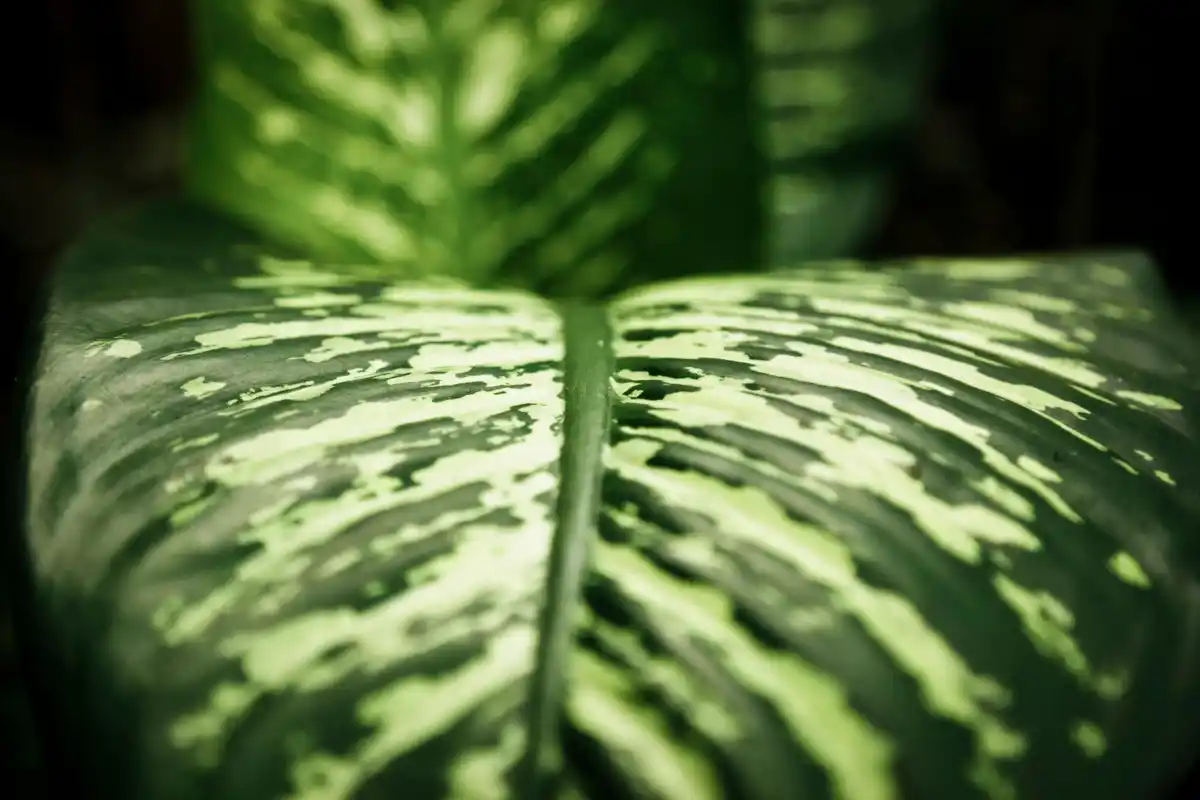 dieffenbachia close up toxic plant