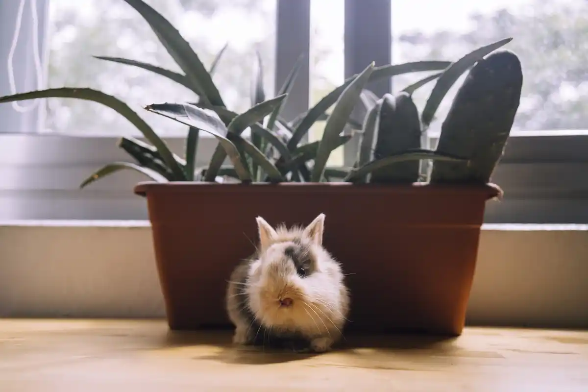 cat near dieffenbachia houseplant danger