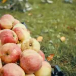 vintage Czech apple varieties fresh orchard farm autumn