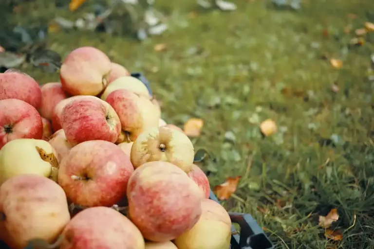 vintage Czech apple varieties fresh orchard farm autumn