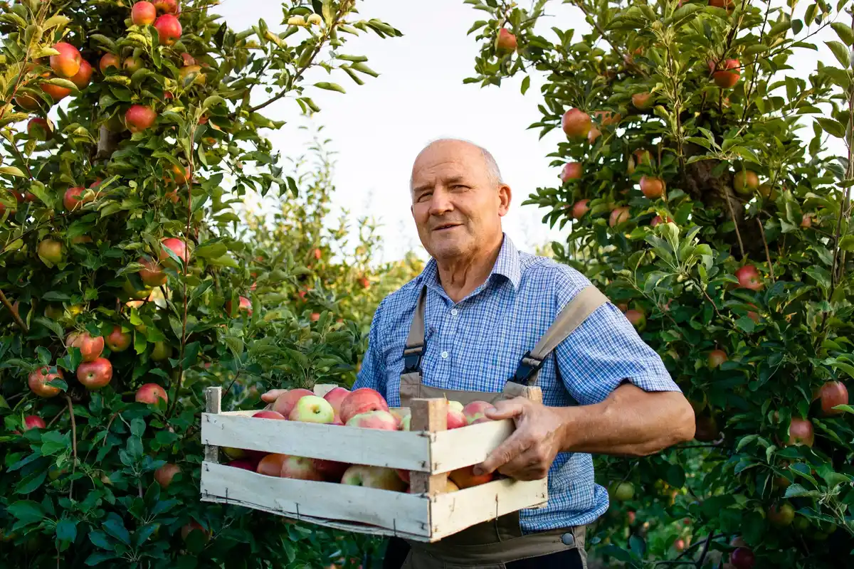 old man picking apples in czech orchard autumn