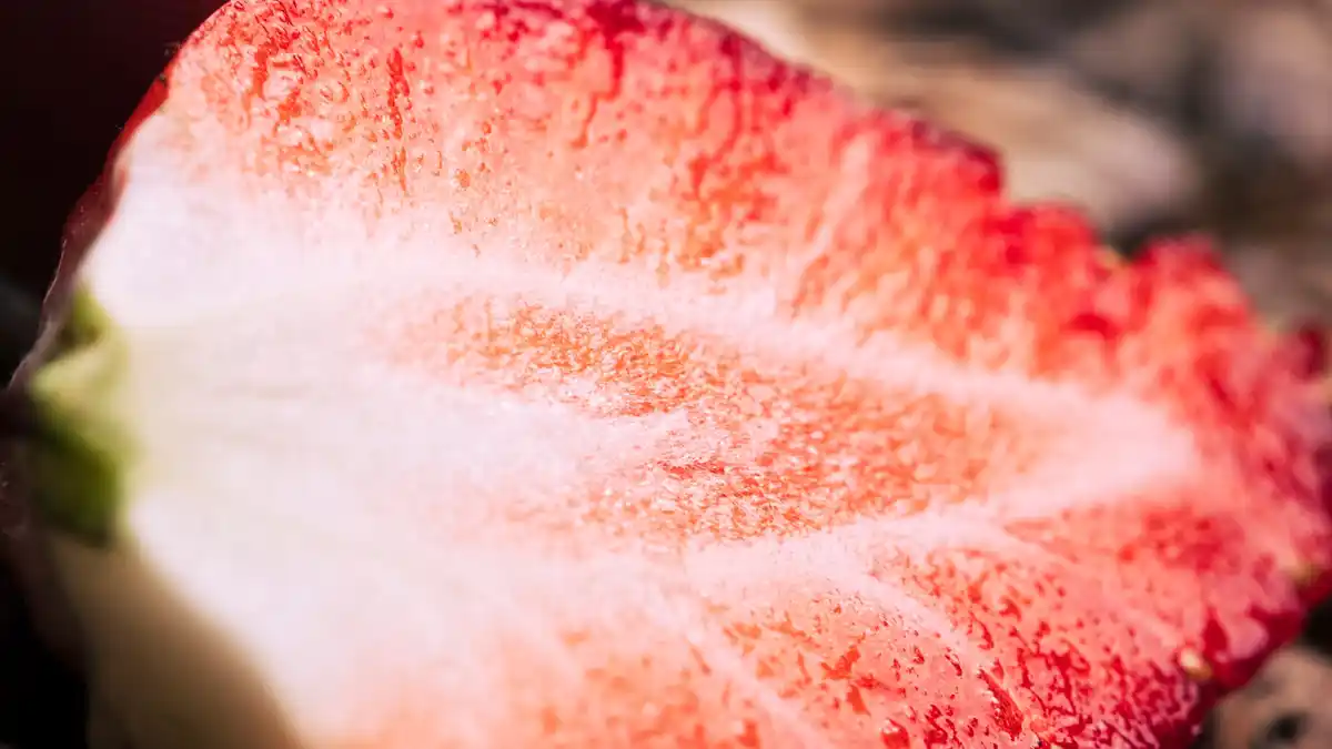 czech tomato plant frost garden close up