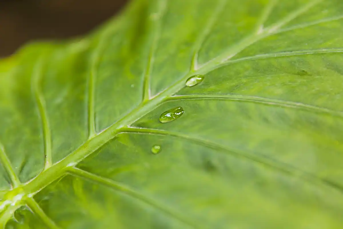 unhealthy tomato plant rain garden czech