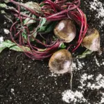 carrot seeds coffee grounds gardening