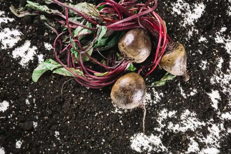 carrot seeds coffee grounds gardening