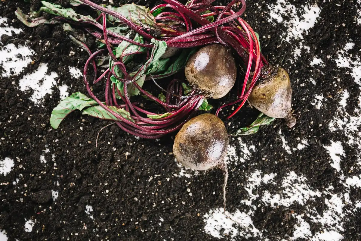 carrot seeds coffee grounds gardening