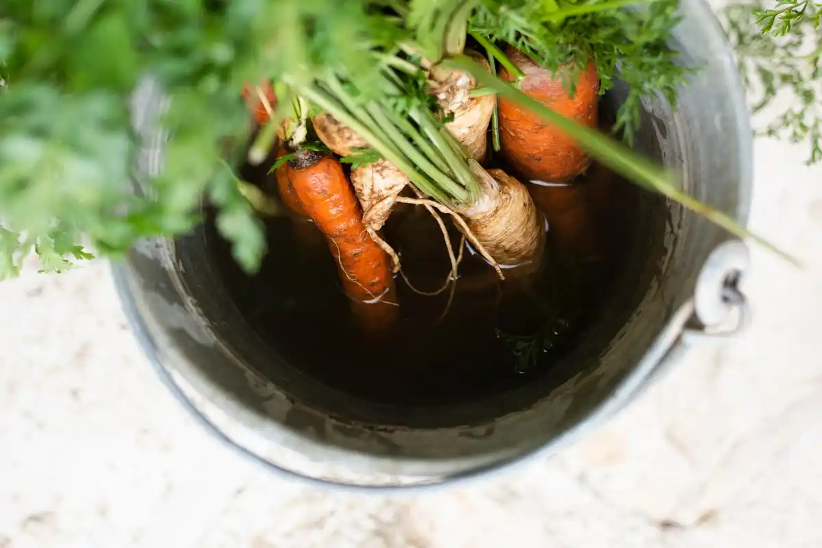carrot seeds coffee grounds gardening