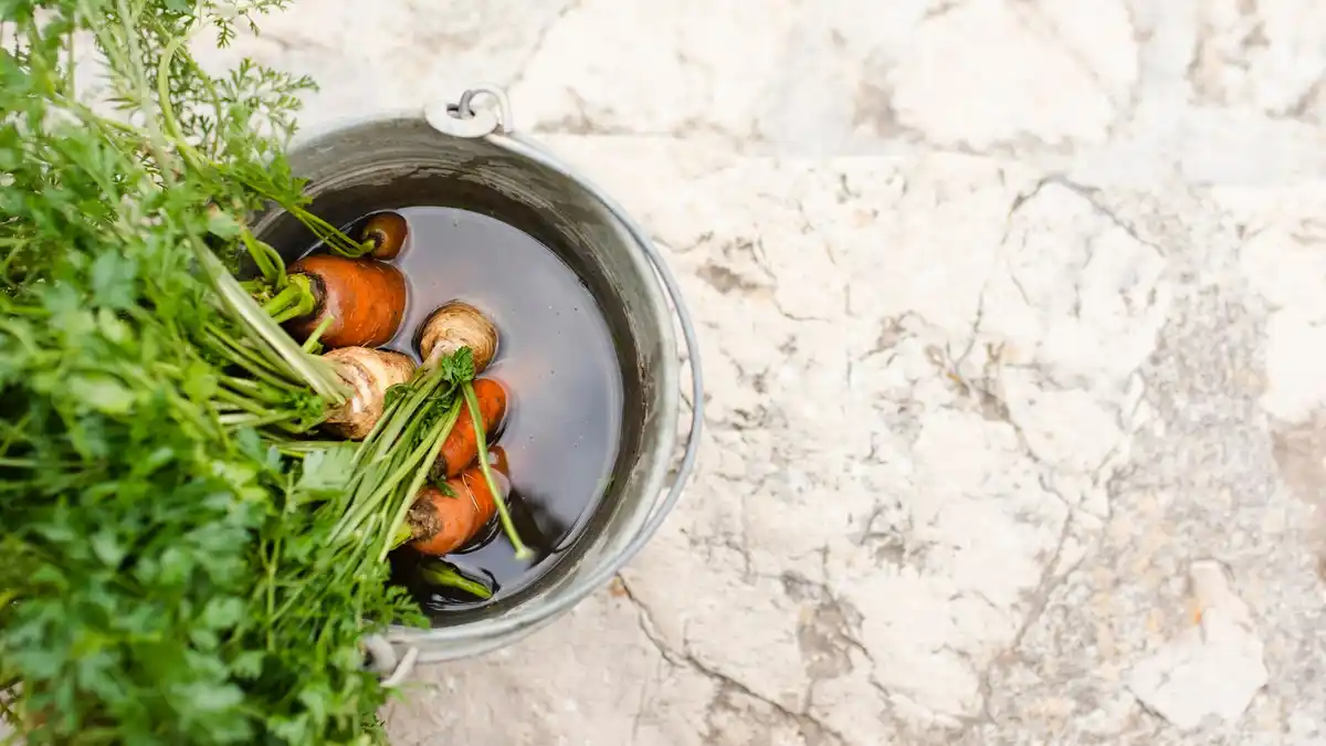 organic carrot garden coffee mulch