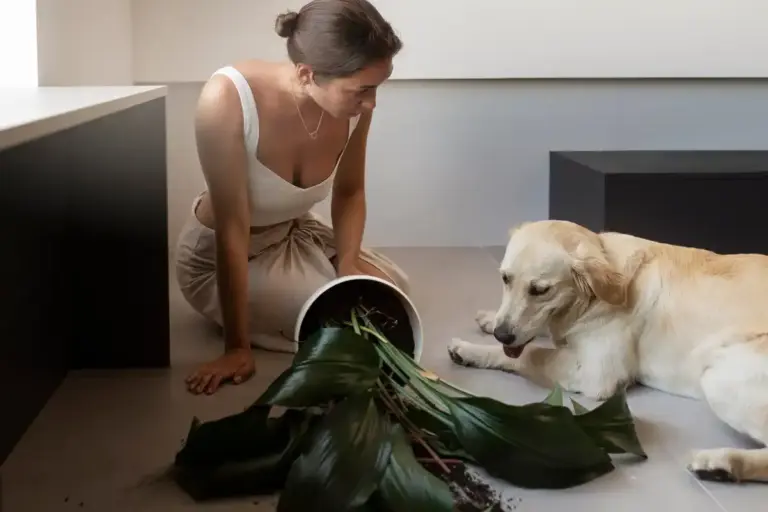 houseplants dangerous for pets in czech apartment