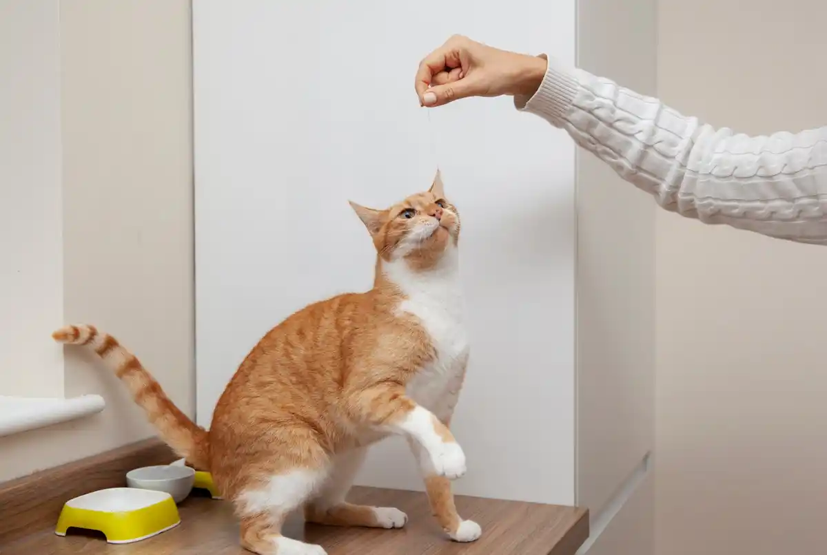 vet treats cat after eating houseplant