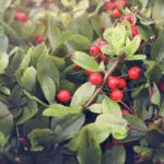 coffee grounds fruit tree garden Czech village