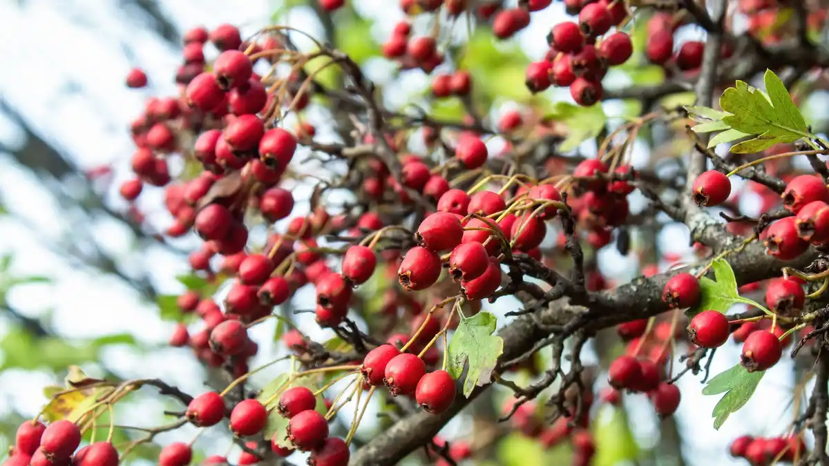 coffee grounds orchard Czech garden