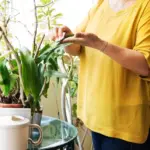 watering plants Czech apartment close up mistake