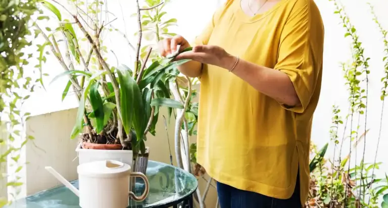 watering plants Czech apartment close up mistake