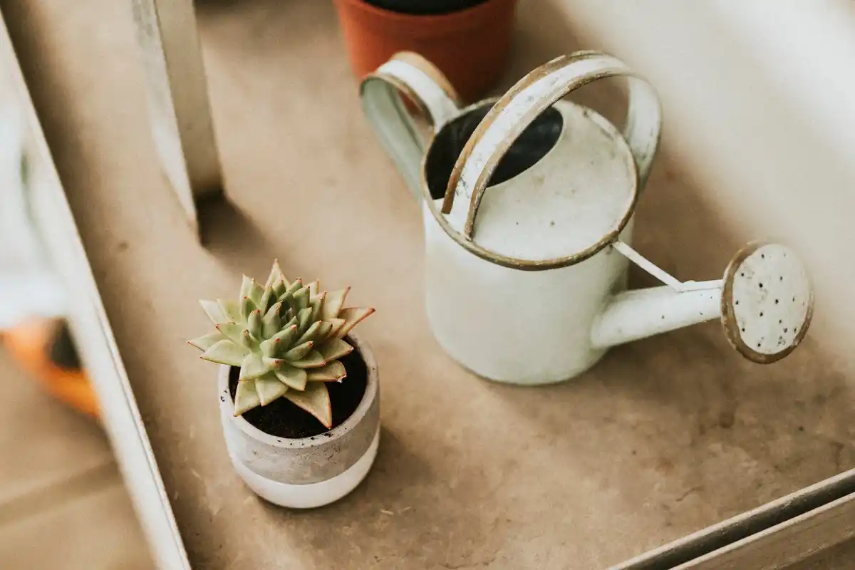watering houseplants close up Czech apartment