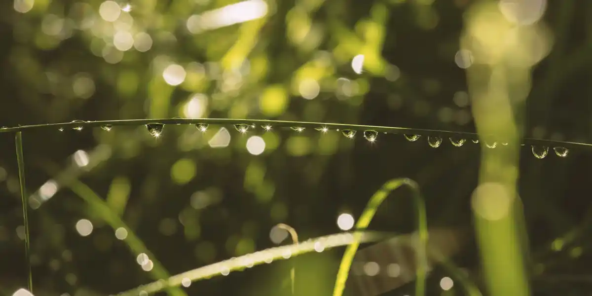 detail healthy czech lawn with droplets morning sun