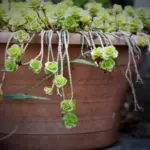 creative upcycled plant containers Czech home urban