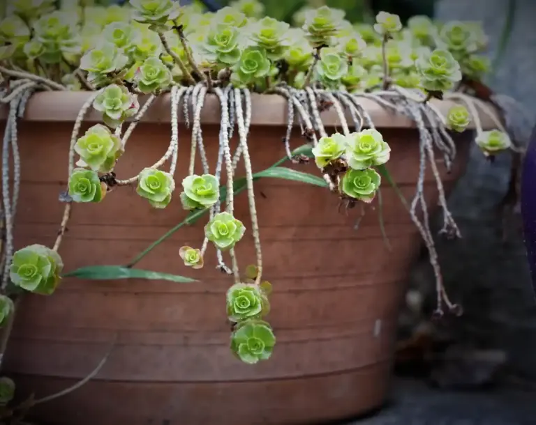creative upcycled plant containers Czech home urban
