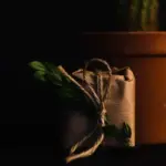 coffee grounds indoor plants natural fertilizer