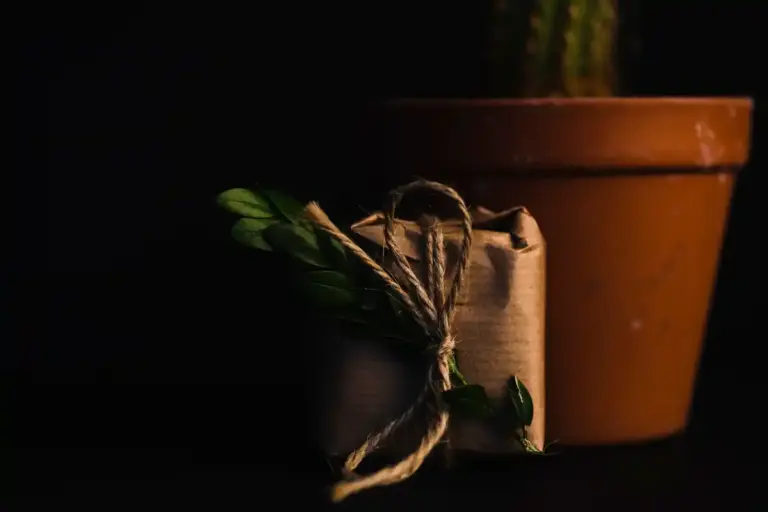 coffee grounds indoor plants natural fertilizer