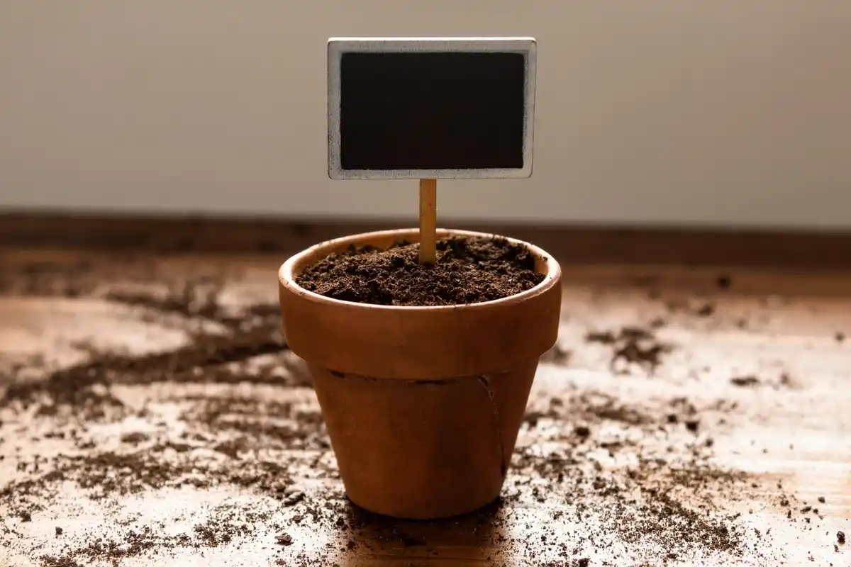 coffee grounds on house plants soil close up