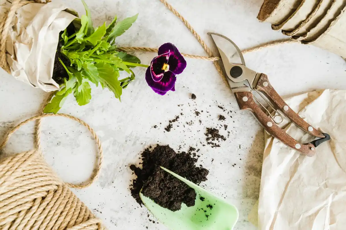 house plants before and after using coffee grounds natural fertilizer