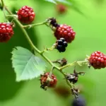aphids raspberry plant macro garden