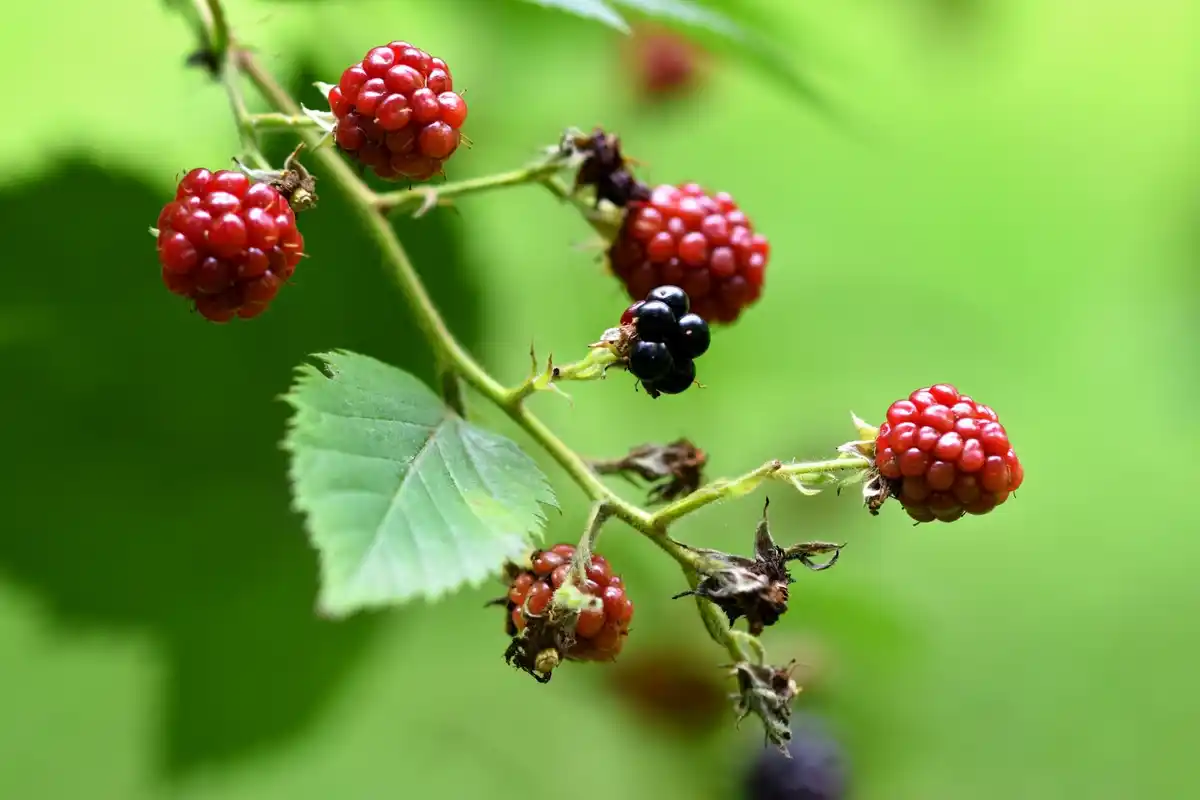 aphids raspberry plant macro garden
