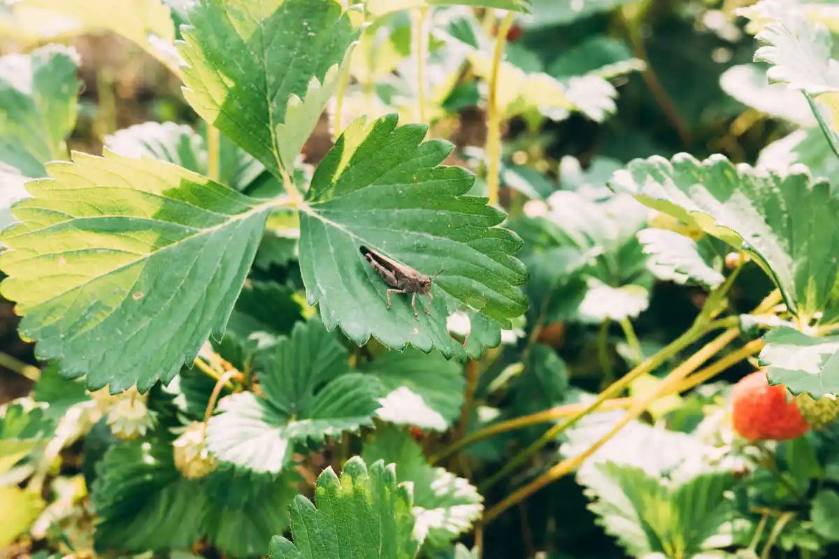 ladybugs on raspberry plant Czech garden