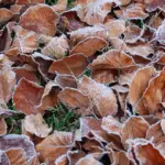 protecting garden vegetables from autumn frost Czech backyard