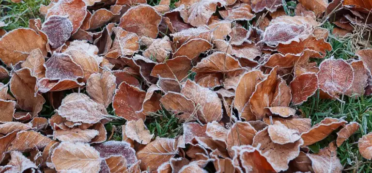 protecting garden vegetables from autumn frost Czech backyard