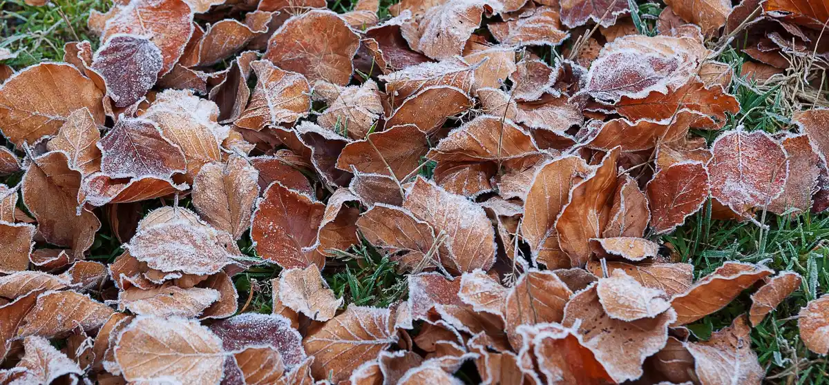 protecting garden vegetables from autumn frost Czech backyard