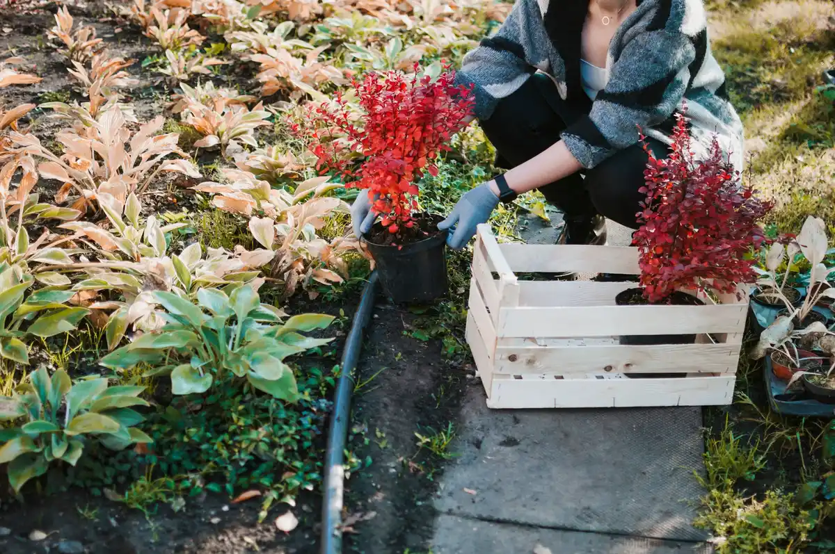 gardening harvesting vegetables before first frost