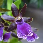 african violet propagation by leaf cutting closeup