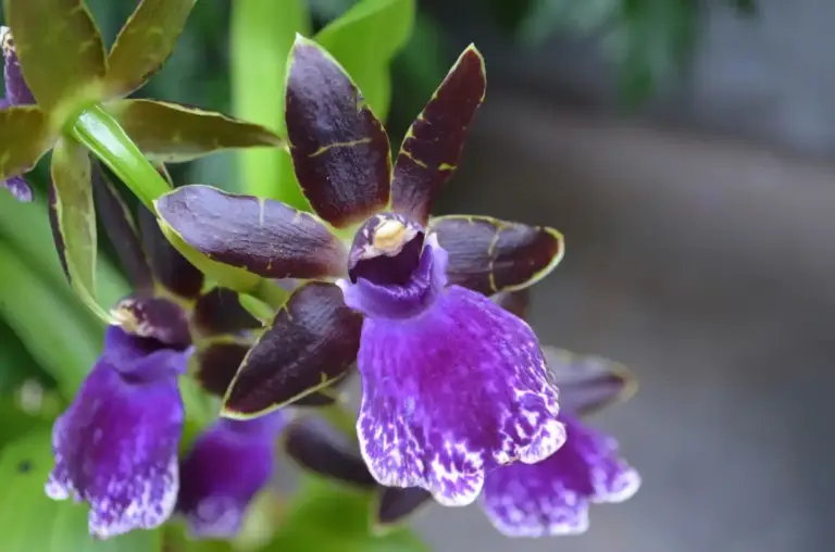 african violet propagation by leaf cutting closeup