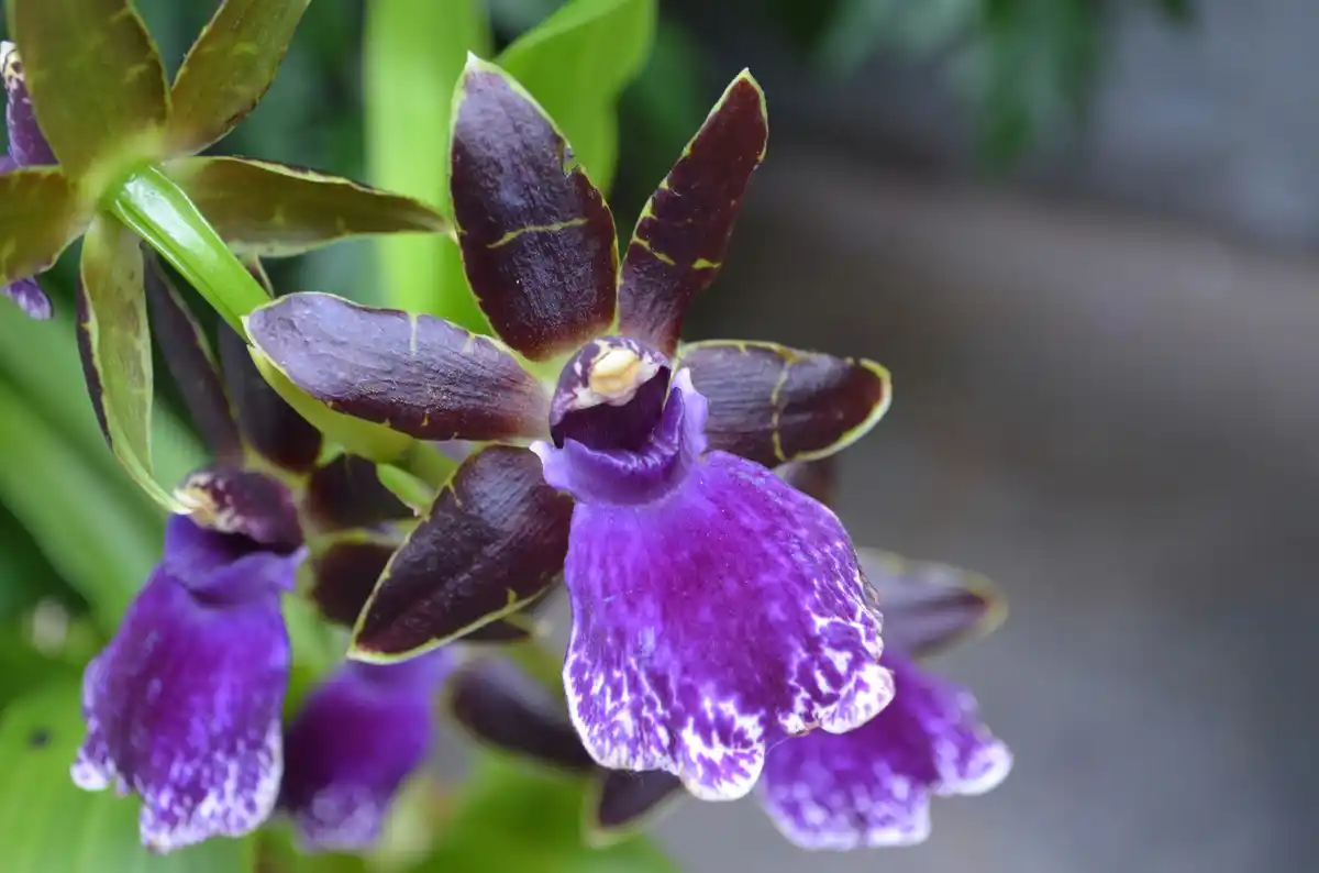 african violet propagation by leaf cutting closeup