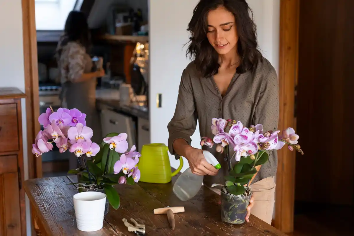 african violet leaf cutting propagation in water on windowsill