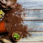 coffee grounds eggshell compost natural fertilizer home garden Europe