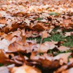 autumn garden leaves mulching Czech