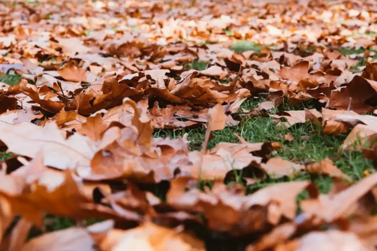 autumn garden leaves mulching Czech