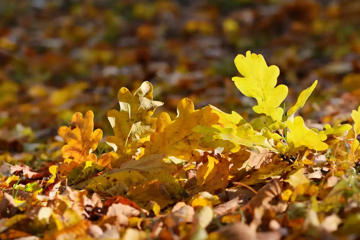 hedgehog in autumn leaves garden Czech