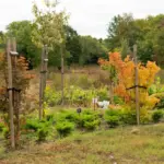 fruit tree watering heatwave drought Czech garden