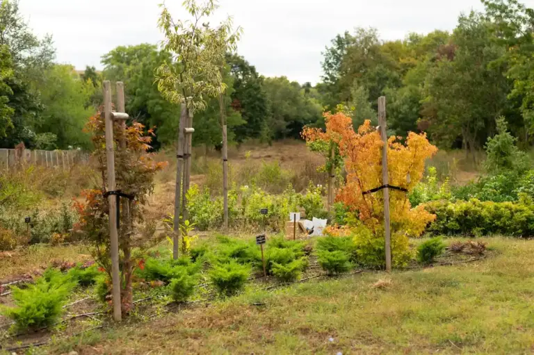 fruit tree watering heatwave drought Czech garden
