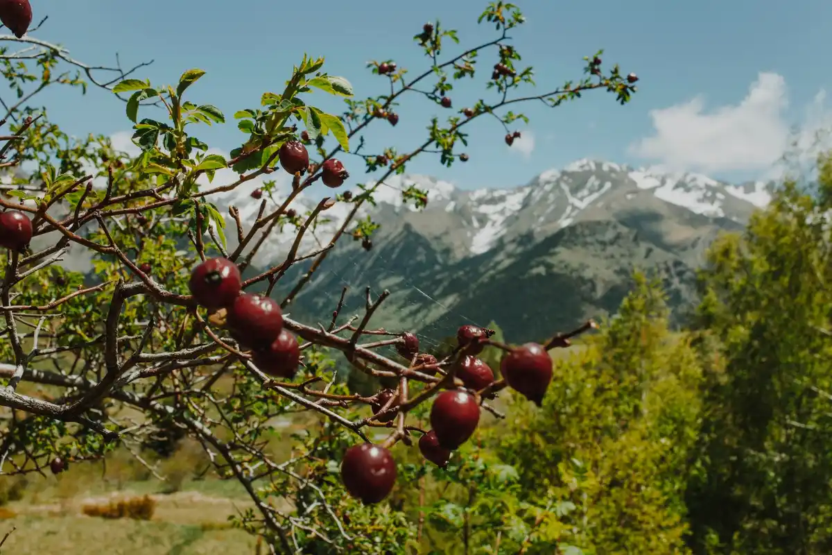 Czech fruit tree in summer heat