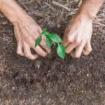 soil fertility czech backyard garden earthworm hand test