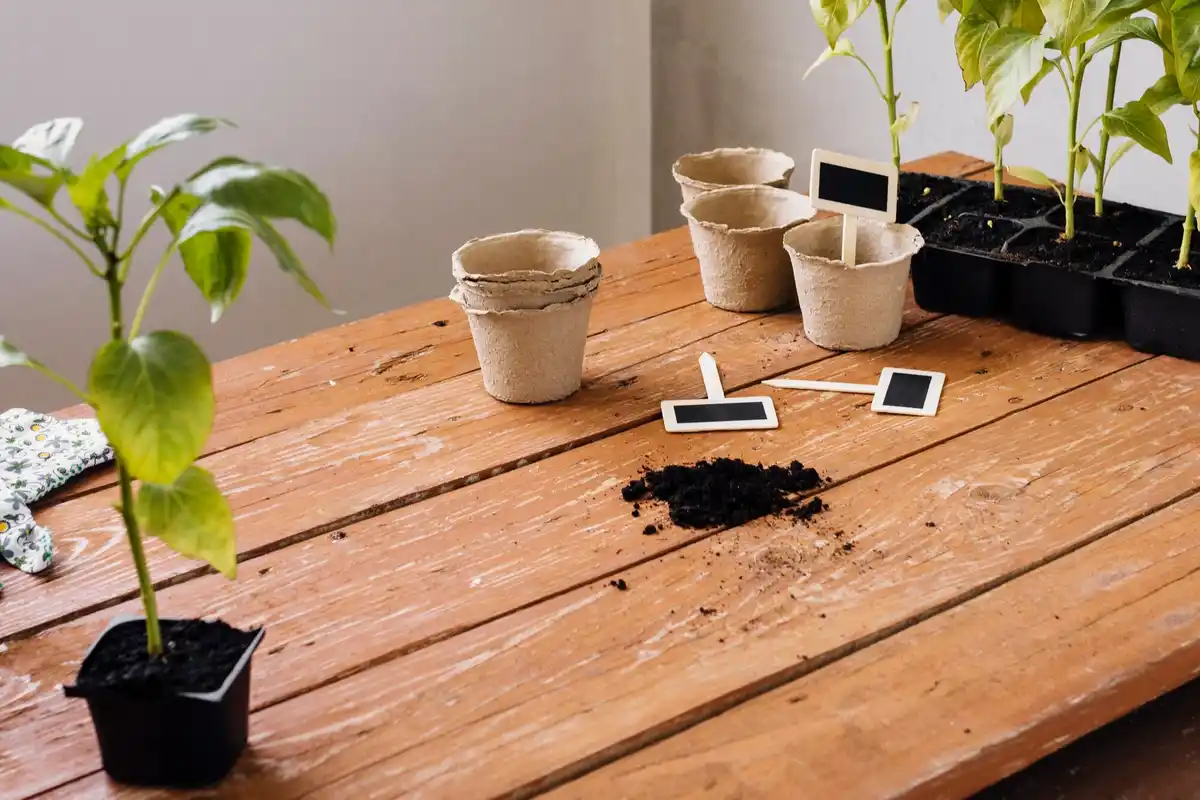old newspaper salt bowl greenhouse interior