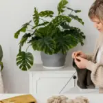 poisonous plants for pets at home Czech interior
