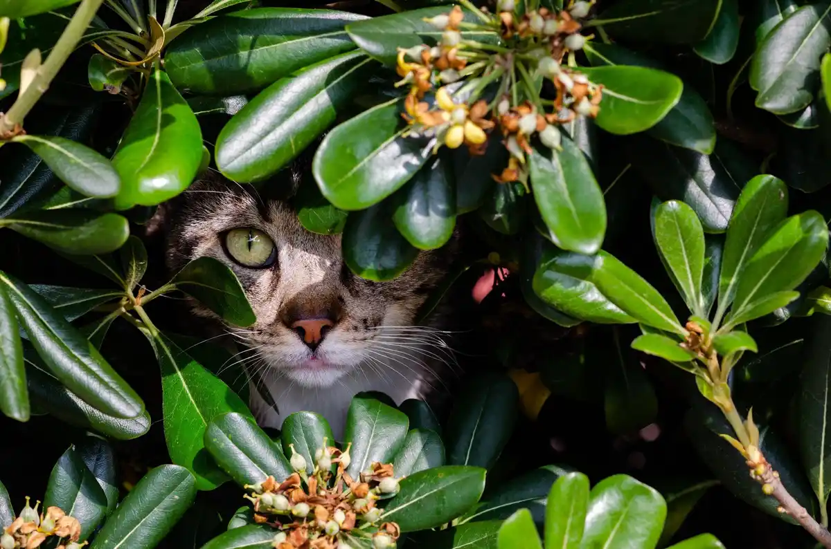 cat near lilies at home danger