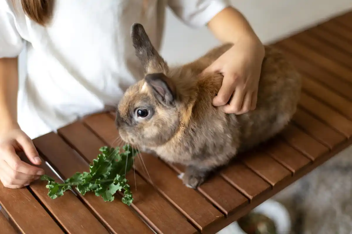 pet eating aloe vera plant danger