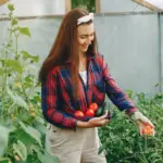watering tomato plants greenhouse problem